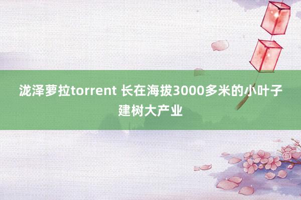 泷泽萝拉torrent 长在海拔3000多米的小叶子建树大产业